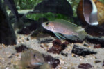 Neolamprologus ventralis (photos) 3 Neolamprologus ventralis