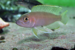 Neolamprologus ventralis (photos) 4 Neolamprologus ventralis