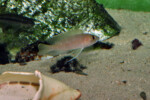 Neolamprologus ventralis (photos) 5 Neolamprologus ventralis