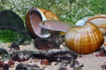 Neolamprologus ventralis (photos) 6 Neolamprologus ventralis