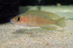 Neolamprologus ventralis (photos) 7 Neolamprologus ventralis