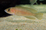 Neolamprologus ventralis (photos) 8 Neolamprologus ventralis