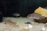 Neolamprologus ventralis (photos) 9 Neolamprologus ventralis