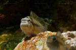 Les Orthochromis 3