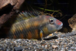 Les Orthochromis 4