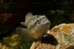 Les Orthochromis 5