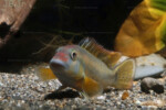 Les Orthochromis 1