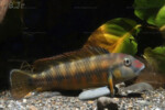 Les Orthochromis 2