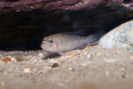 Les Orthochromis 6