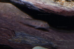 Les Orthochromis 7