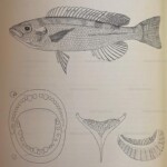Planche d'après Max Poll. Perissodus elaviae dentition