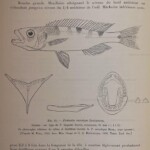 Planche d'après Max Poll. Perissodus microlepis dentition