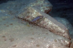 Parade à Kabogo. Perissodus microlepis