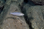 A Kalilani island. Perissodus microlepis