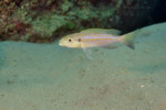 A Kekese. Perissodus microlepis