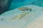 A Kekese. Perissodus microlepis