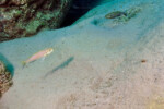 Gardes alevins par les deux parents à Kekese. Perissodus microlepis