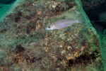 A Kelenge island. Perissodus microlepis