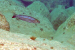 A Bulu point. Perissodus microlepis