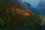 Nuée d'alevins autour de leur père à Lupîta. Perissodus microlepis