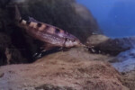 Garde d'alevin à Lupîta island. Perissodus microlepis