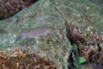A Slaf rocks. Perissodus microlepis