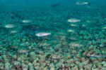 Rassemblement avec des "Lamprologus" lemairii à Slaf rocks. Perissodus microlepis