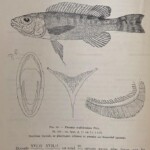 Planche d'après Max Poll. Perissodus multidentatus dentition