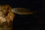 Portrait en aquarium.