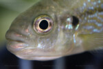 Portrait d'un spécimen en incubation. Perissodus paradoxus