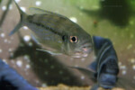 Incubation en aquarium. Perissodus paradoxus