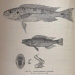 Planche d'après Max Poll. Perissodus paradoxus denture