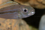 Portrait d'un sub-adulte en aquarium. Perissodus paradoxus