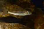 Sub-adulte en aquarium.
