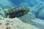 Individu foncé à Kalilani island (Laurent Picot).
