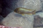 A Kelenge island (Kerenge). Petrochromis ephippium
