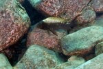 Les Petrochromis 7 Petrochromis ephippium Kelenge