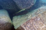 A Mtosi Petrochromis ephippium Mtosi