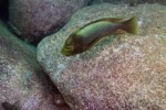 Les Petrochromis 8 Petrochromis ephippium Mtosi