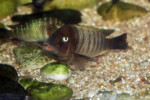 Mâle en aquarium. Petrochromis famula