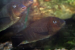 Les Petrochromis 16 Petrochromis famula
