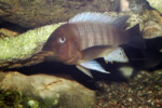 Les Petrochromis 17 Petrochromis famula