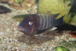 Les Petrochromis 18 Petrochromis famula