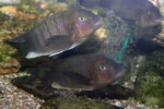 Les Petrochromis 19 Petrochromis famula
