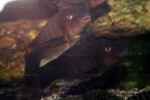 Les Petrochromis 20 Petrochromis famula