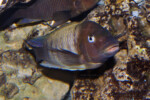 De Kambwimba en aquarium ©Enzo Marino. Petrochromis famula Kambwimba
