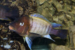 ©Enzo Marino Petrochromis famula Kambwimba