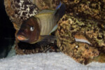 ©Enzo Marino Petrochromis famula Kambwimba