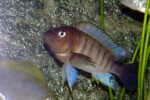 ©Enzo Marino Petrochromis famula Kambwimba