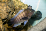 ©Enzo Marino Petrochromis famula Kambwimba